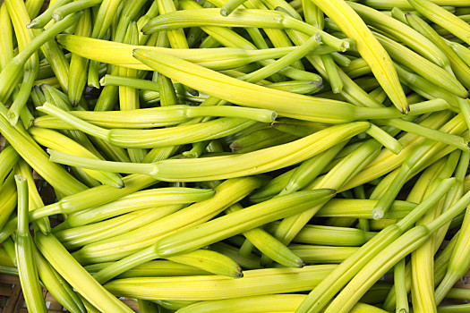 新黄花菜图片_新黄花菜图片大全_新黄花菜图片素材