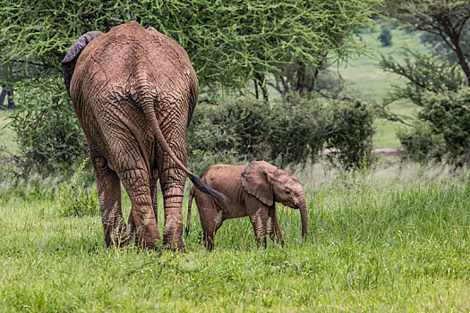 幼仔,非洲象,走,大草原,塔兰吉雷国家公园,坦桑尼亚