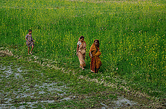 女人,收集,可食,杂草,蔬菜,地点,库尔纳市,孟加拉,一月,2008年