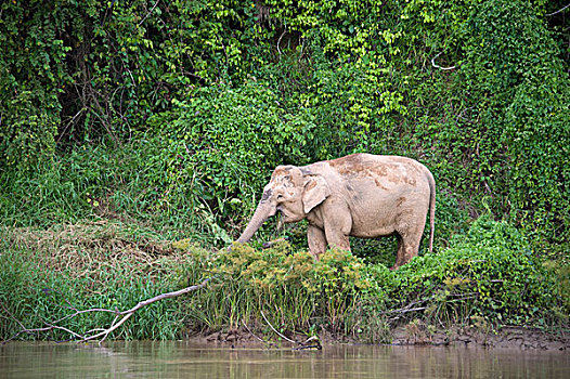 婆罗洲,俾格米人,大象,象属,放牧,河边,京那巴丹岸河,马来西亚