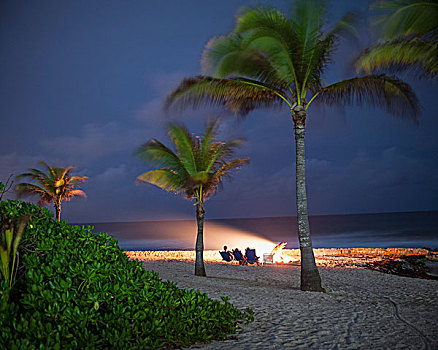 棕榈树,海滩,天空,黄昏