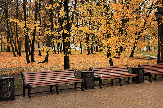 秋天的树林木椅