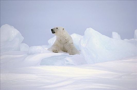 北极熊,冰原,巴芬岛,加拿大