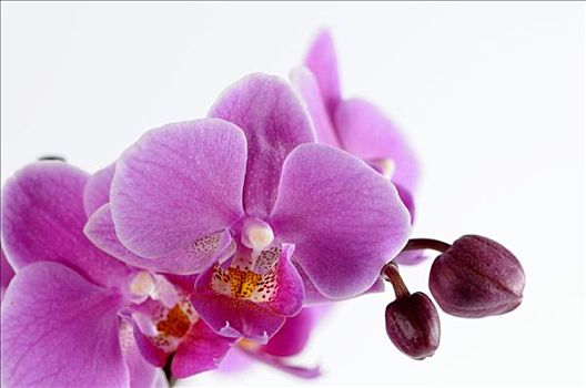 紫色,兰花,白色背景