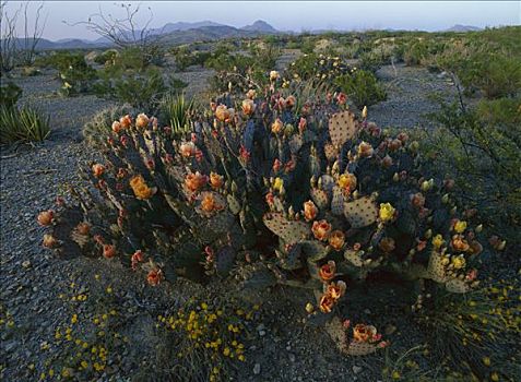仙人掌,开花,奇瓦瓦沙漠,墨西哥