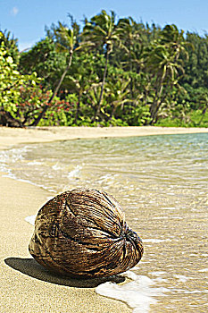 夏威夷,考艾岛,特写,椰树,沙滩