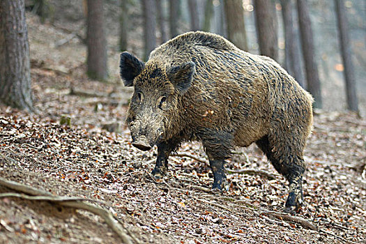 野猪,公猪,雄性,野生园,野生动植物园,莱茵兰普法尔茨州,德国,欧洲