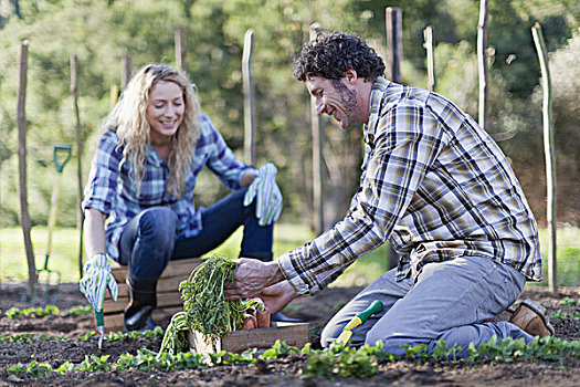 伴侣,蔬菜采摘,花园