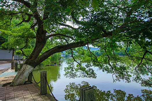 湖面,湖畔,树林,湖泊,生态,绿色