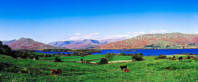 母牛,远景,土地,湖,面具,爱尔兰