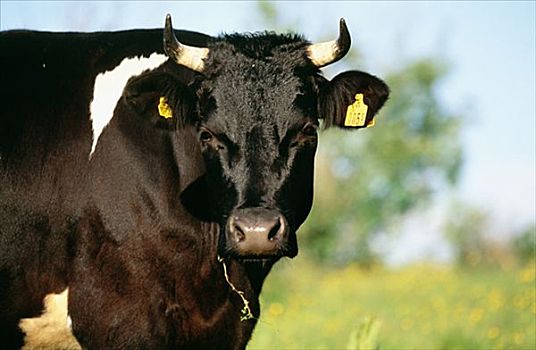 黑色,母牛,瑞典