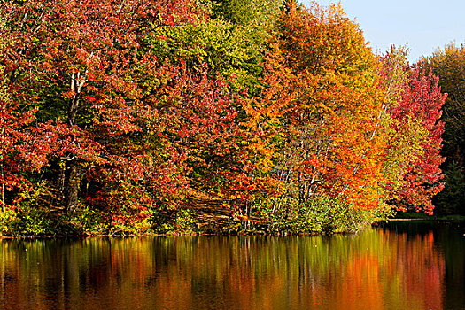 树,反射,湖,铁,山,魁北克,加拿大