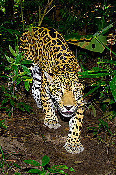 美洲虎,美洲豹,热带雨林,伯利兹,中美洲