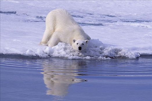 北极熊,斯匹茨卑尔根岛,斯瓦尔巴特群岛,北冰洋