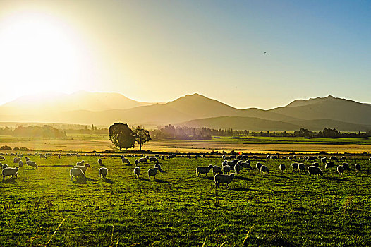 绵羊,放牧,日落,皇后镇,南岛,新西兰