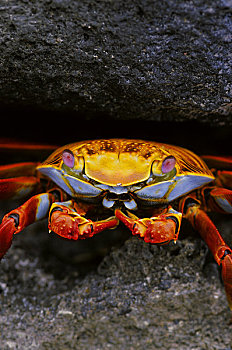 厄瓜多尔,加拉帕戈斯群岛,岛屿,螃蟹,方蟹,特写