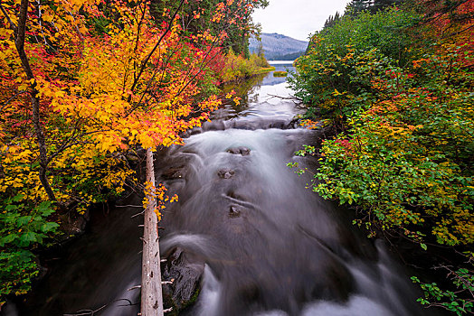树,彩色,秋色,红色,橙叶,秋天,植被,河,溪流,长期,照片,俄勒冈,美国,北美