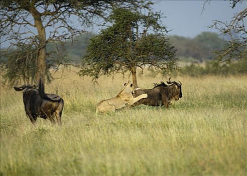 狮子,猎捕,雌狮,挖,爪,角马,西部,走廊,塞伦盖蒂,坦桑尼亚