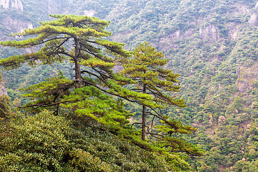 三清山奇松