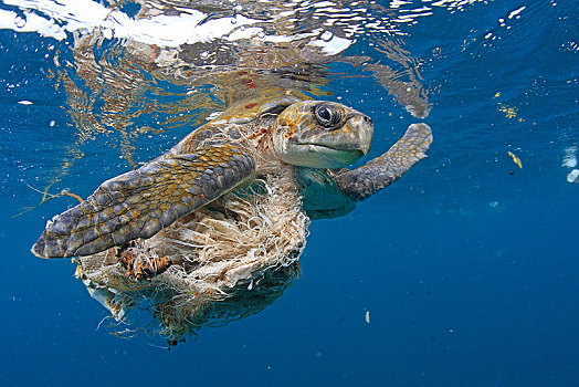 橄榄龟,太平洋丽龟,水中,缠结,塑料制品,垃圾,巴拿马,中美洲