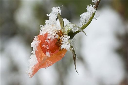 花园,玫瑰,遮盖,雪,初冬