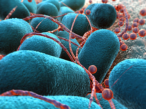 大肠杆菌的样子图片