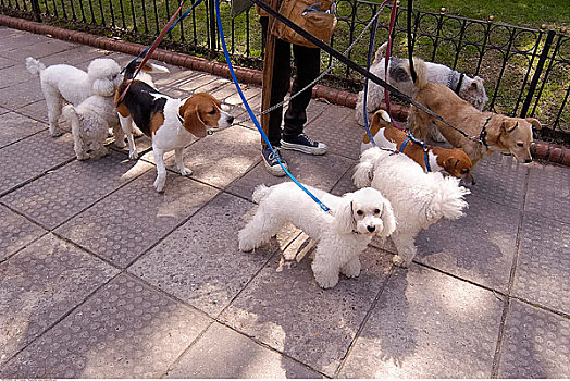 遛狗,布宜诺斯艾利斯,阿根廷