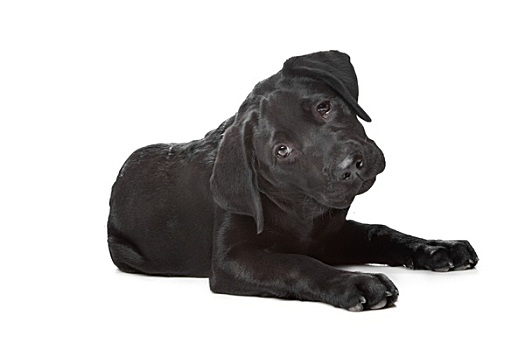 黑色拉布拉多犬,小狗