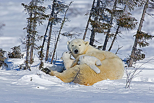 加拿大,曼尼托巴,瓦普斯克国家公园,北极熊,母亲