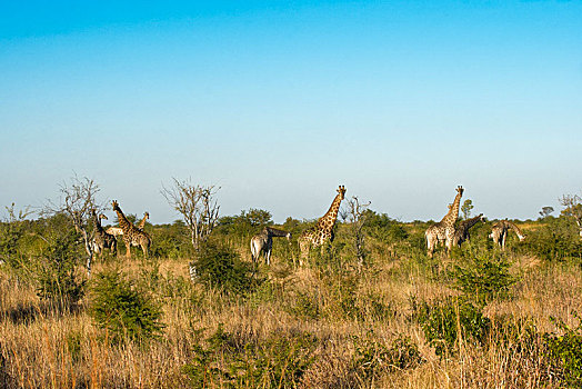 长颈鹿,牧群,吃,灌木,乔贝国家公园,博茨瓦纳,非洲