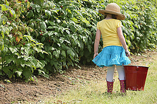 女孩,戴着,草帽,大,红色,桶,挑选,浆果,俄勒冈,美国