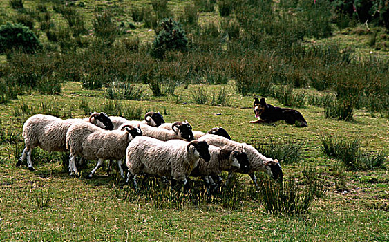 爱尔兰,凯瑞郡,羊群,狗