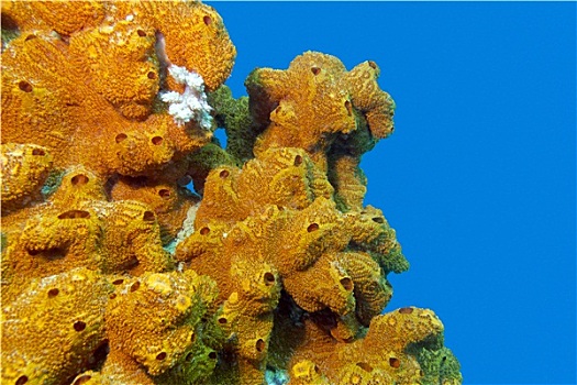 珊瑚礁,海洋,海绵,隔绝,蓝色背景,水,背景