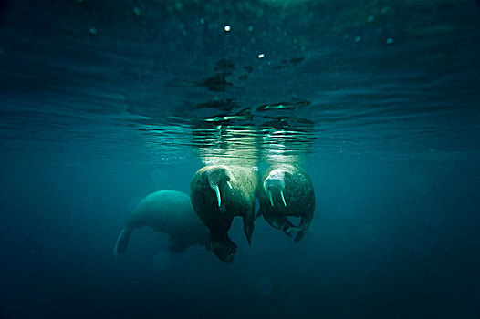 成年,雄性动物,海象,游泳,一起,水下,斯匹次卑尔根岛,西北地区,海岸,斯瓦尔巴群岛,挪威,北冰洋,夏天