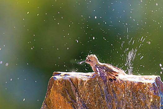 蜂鸟,淋浴,加利福尼亚