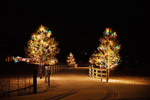 圣诞节,树,夜晚,雪,私家车道,轮胎,山谷,内华达,美国