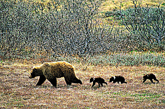 棕熊,母兽,穿过,北极,苔原,阿拉斯加