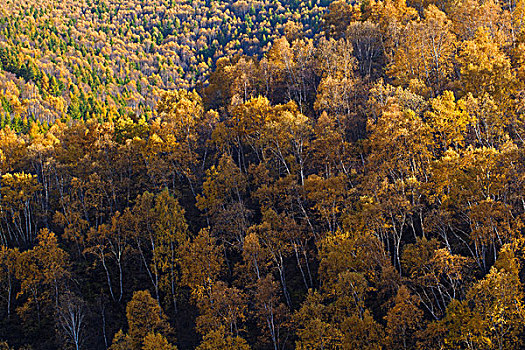 中国北方秋天山坡上大片的黄色白桦林