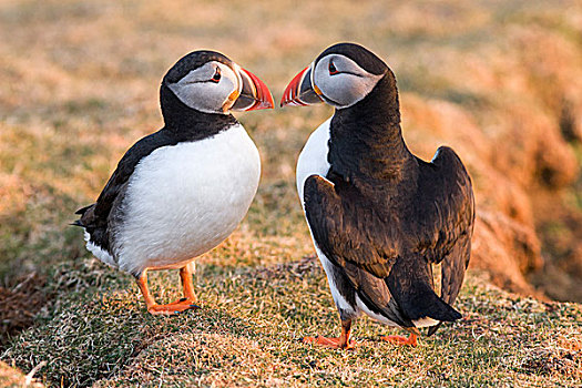 大西洋海雀,角嘴海雀,北极,鸟嘴,岛,设得兰群岛,苏格兰,英国