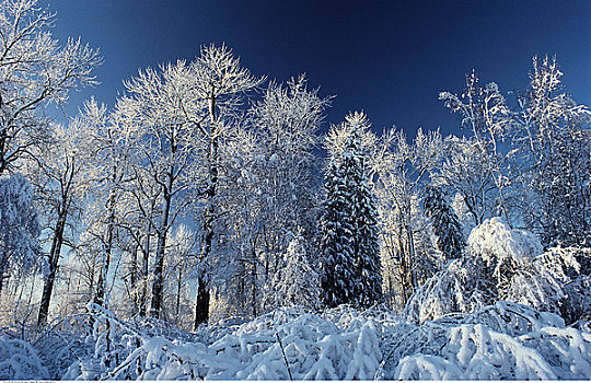 树,冬天,靠近,王子,不列颠哥伦比亚省,加拿大