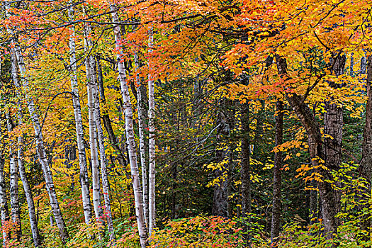 秋色,树林,靠近,铜,港口,密歇根,美国