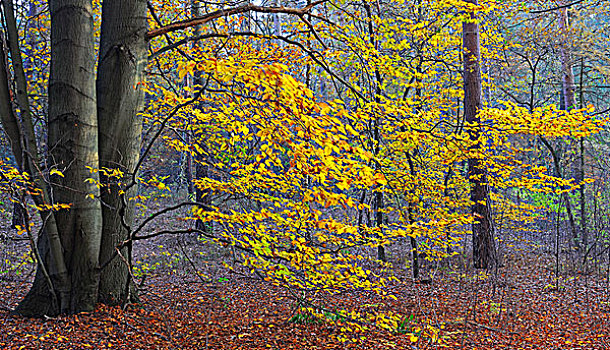 秋天,彩色,山毛榉树,自然保护区,勃兰登堡,德国,欧洲