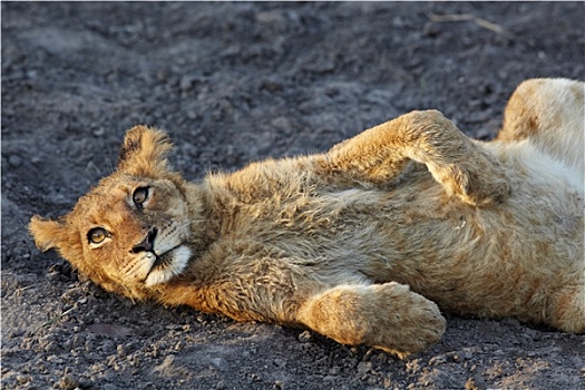 狮子,休息