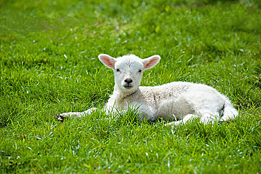小,年轻,羊羔,白色,毛皮,躺着,草,抬头