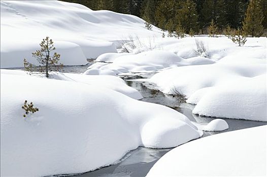 河流,冬天,红杉国家公园,加利福尼亚,美国,北美