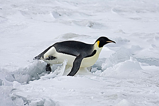 帝企鹅,企鹅,成年,上方,雪,雪丘岛,南极半岛,南极