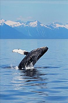 鲸跃,驼背鲸,阿拉斯加