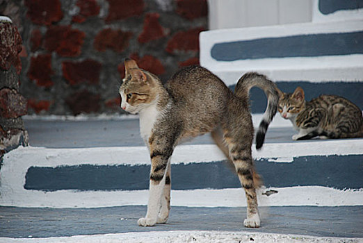 圣托里尼岛的猫