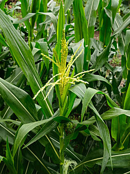 玉米开花,拔节孕穗期