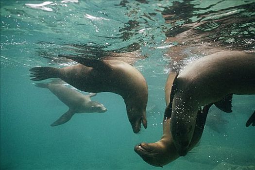 加州海狮,幼小,玩,水下,科特兹海,北下加利福尼亚州,墨西哥